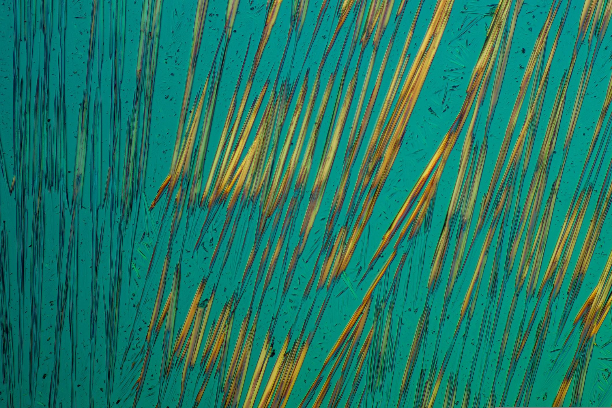 Microscopic botanical crystal structure