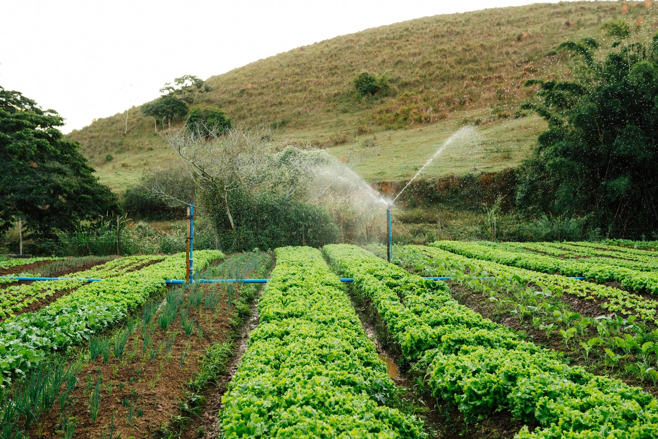 Cultivated botanical field supporting research and sourcing